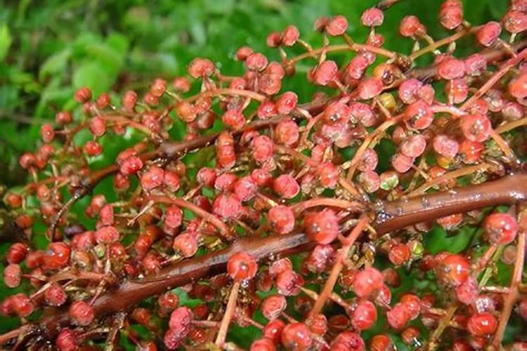 猪油渣可以做肥料吗