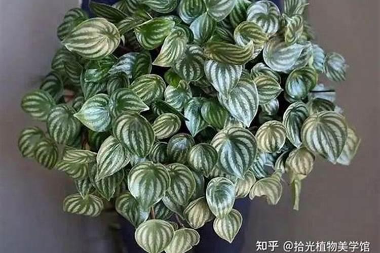 西瓜生长需要什么肥料