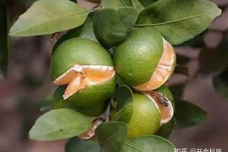 温州十大赏花圣地推荐