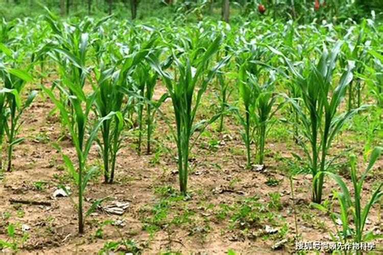 胺鲜乙烯利对玉米四至五叶能打药吗