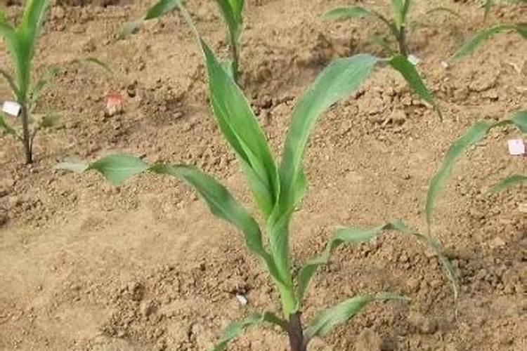 种植玉米什么时候打药 玉米喷要方法