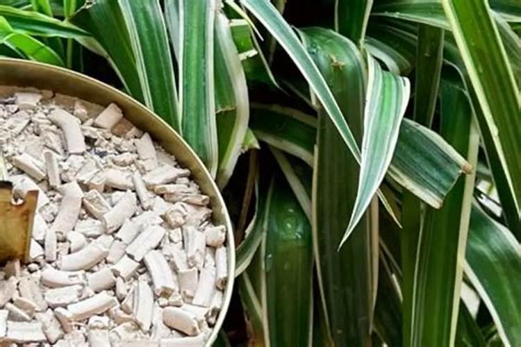 耐冬施什么肥最好