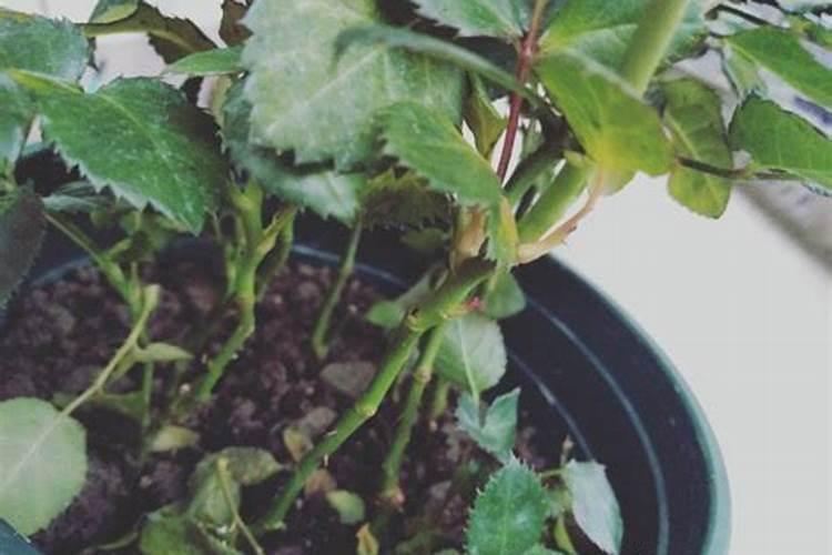 种植西瓜增甜用什么肥