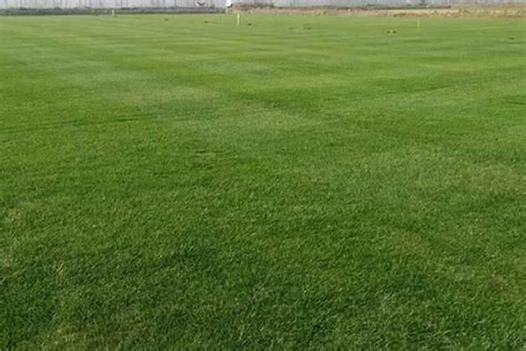 盆栽小丽花一年开几次,盆栽小丽花的花期介绍