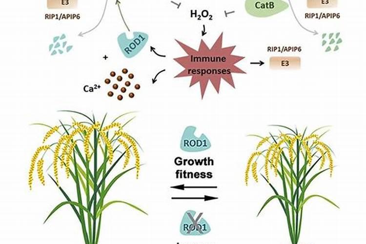 盆栽石斛兰花的叶面肥用那种好