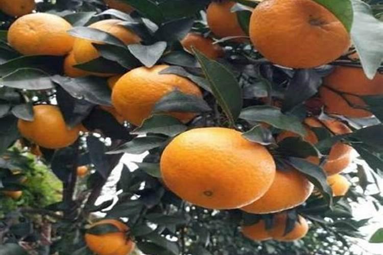 柑橘果面发黑会不会是由于硼元素缺乏导致的？