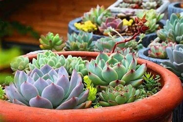 硼肥对改善花椰菜品质的重要作用及施用方法有哪些？