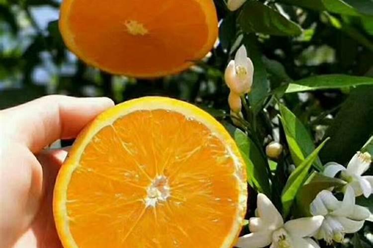 菜籽饼怎么发酵肥水