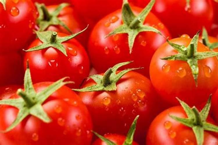 番茄维生素c含量高吗