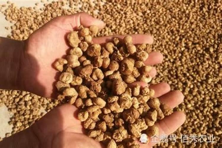 大葱用哪种水溶肥效果好？大葱根茎块膨大剂有哪些？