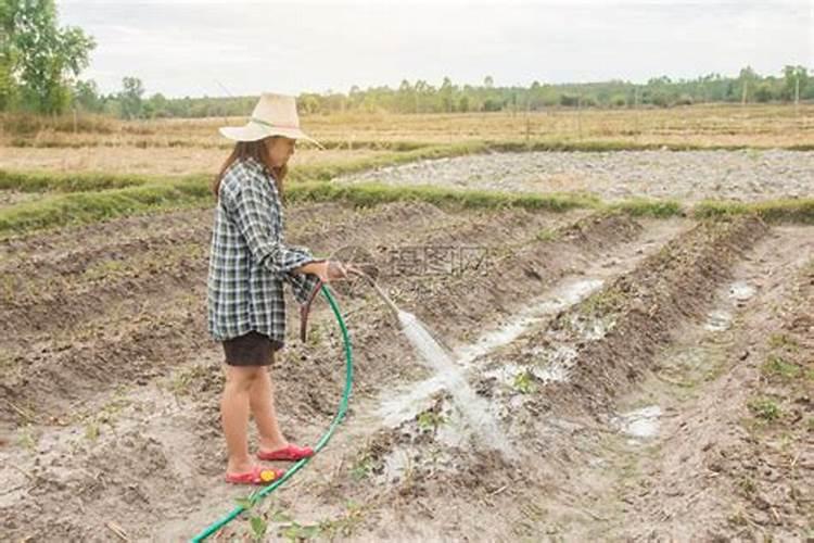 化肥溶在水里能不能浇白菜地？