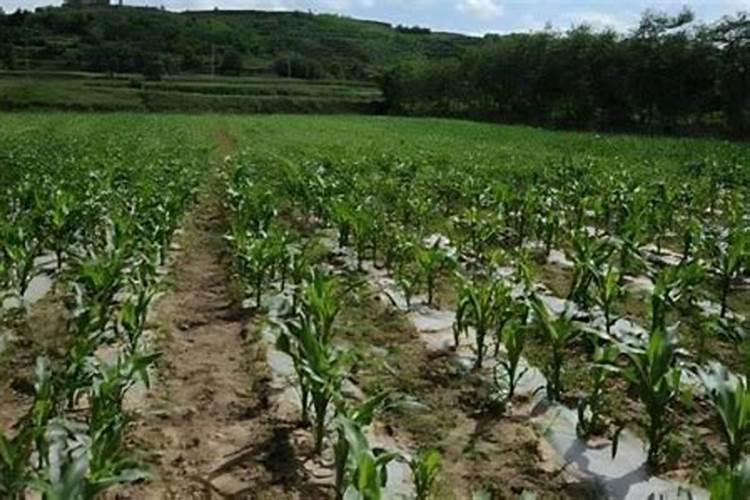 玉米种子怎么发芽玉米种子的催芽方法