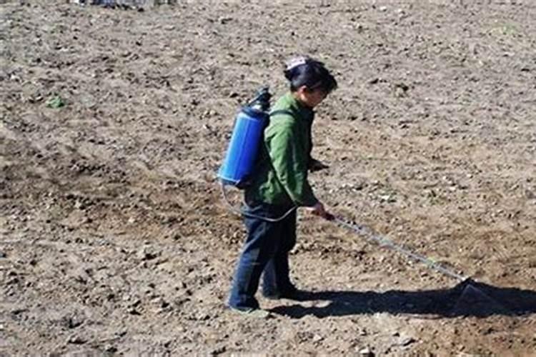 夏玉米施肥技术有哪些