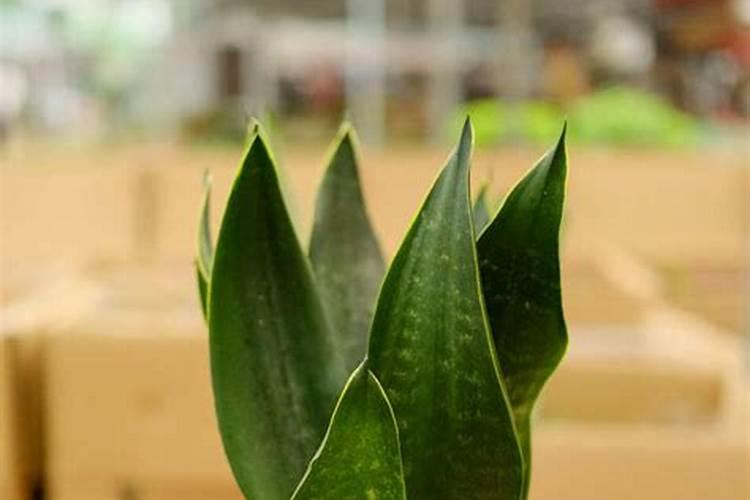 怎样区分氮肥和磷肥和钾肥