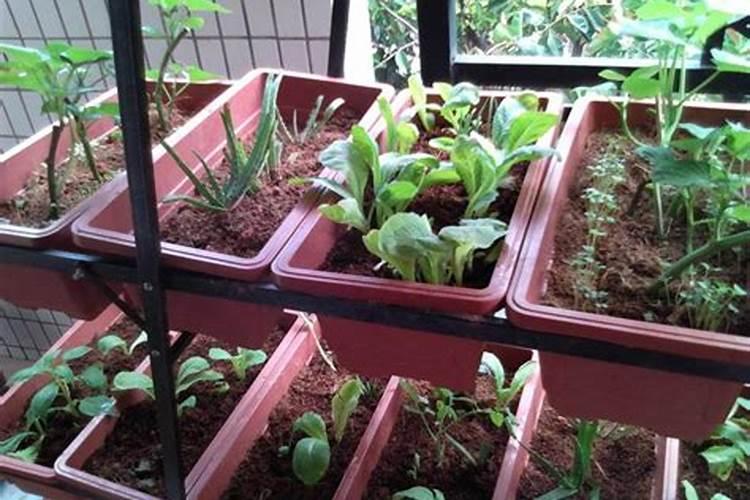 阳台种的菜怎样施肥