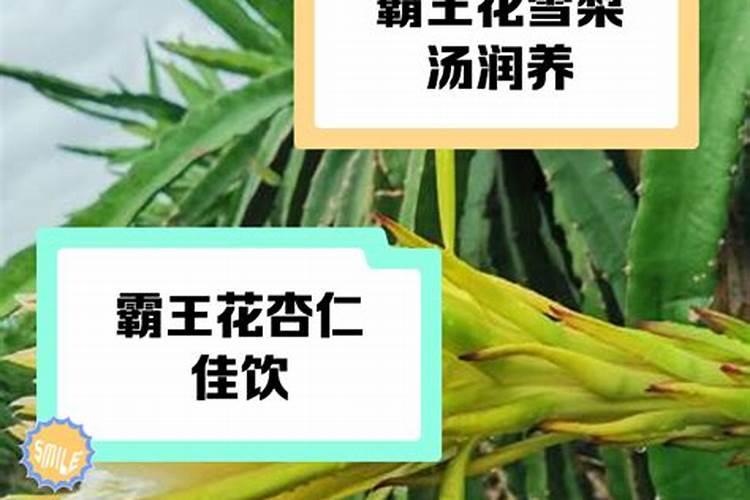 开花素和花多多2号哪个好？