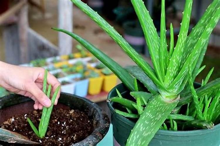 月季花如何施肥开花