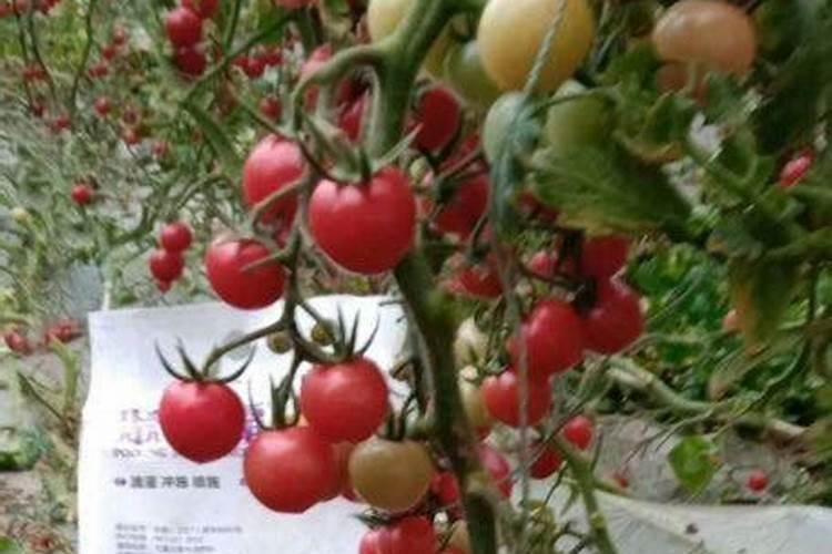 月季花多久施肥一次何时施肥如何施肥