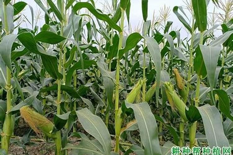 樱桃开花可施什么肥料