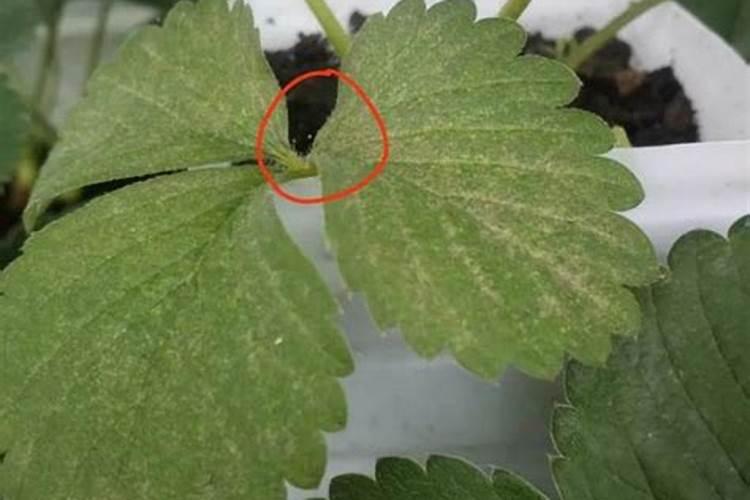 番茄施什么肥合适