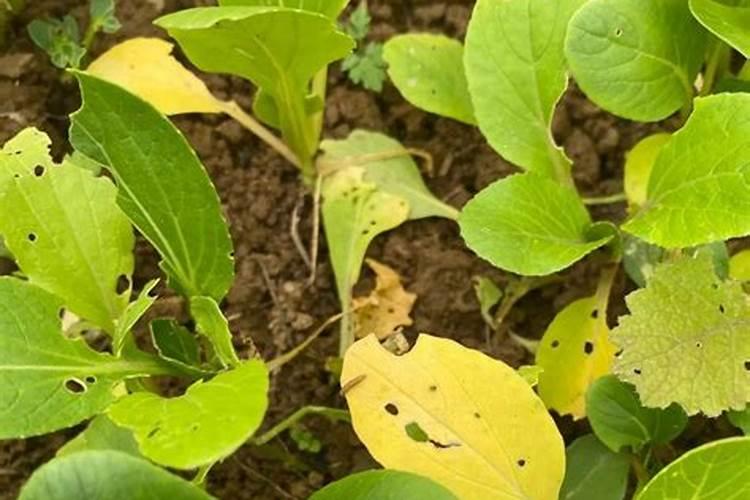 海藻肥属于什么肥料,附使用方法