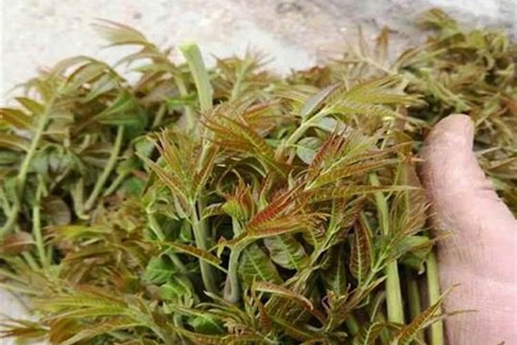 树上的“蔬菜”品种,红油香椿苗介绍,大棚种植红油香椿苗价格