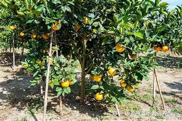 果树上什么肥料比较好？