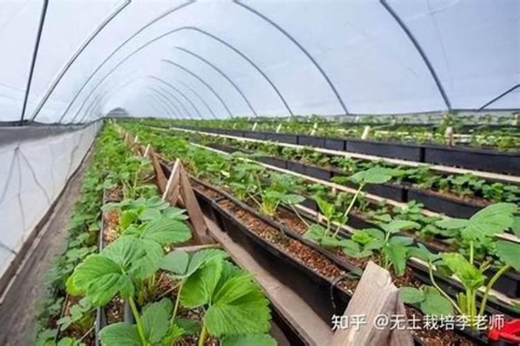大棚草莓温度水肥管理 草莓病虫害防治