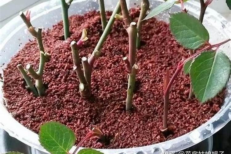 月季花用什么肥料最佳？