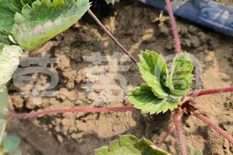 草莓施肥时间和方法