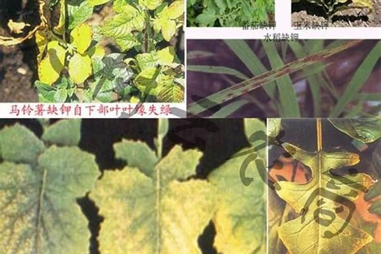 甜瓜临近成熟能不能冲施果蔬宝呢？