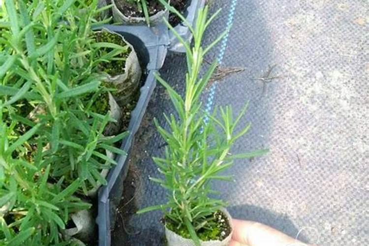 氨基酸水溶肥原料多肽氨基酸原粉!