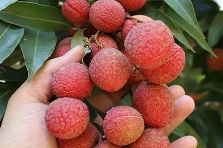 果蔬种植为何要使用富硒肥富硒叶面肥,功能多,简单省事