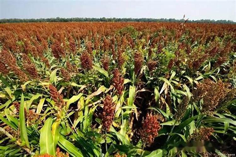 大豆高粱如何混作？