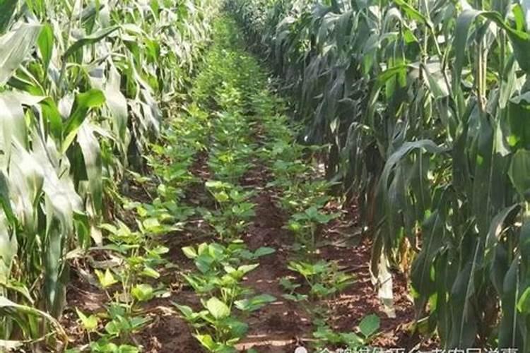 高粱怎么种植方法