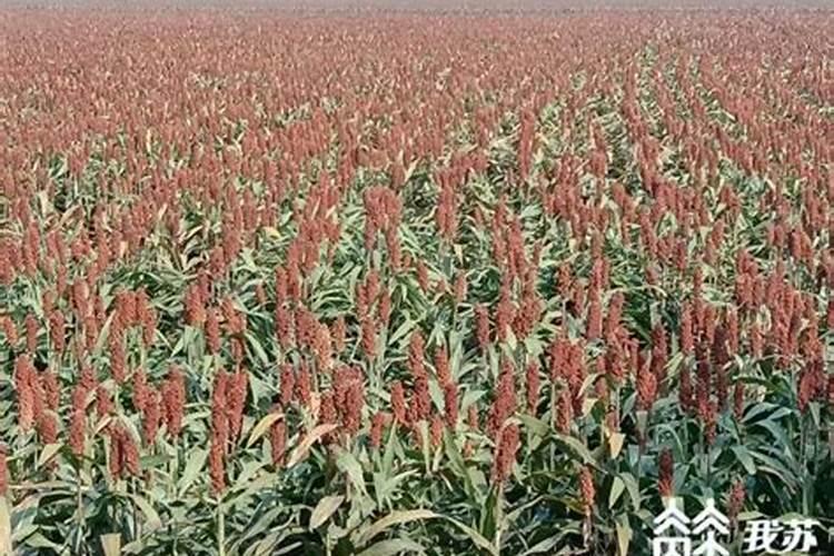 高粱种植技术和方法