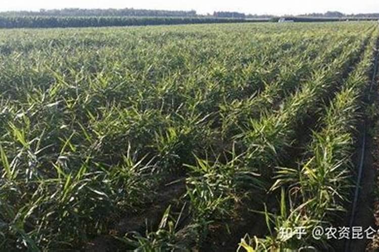 生姜底肥怎么用效果好？生姜底肥用什么肥料？