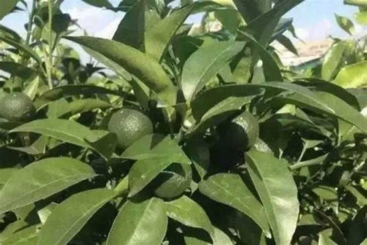 文心兰用什么土养好