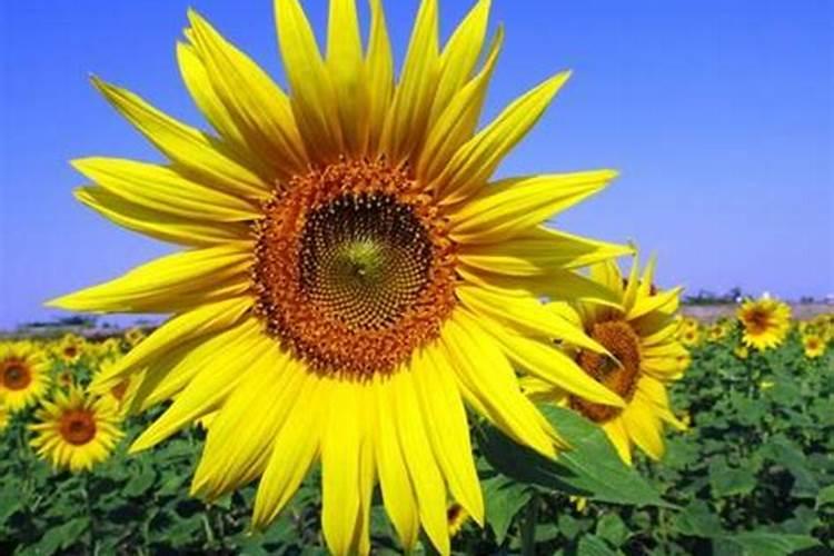 太阳花施什么肥才能花大叶盛