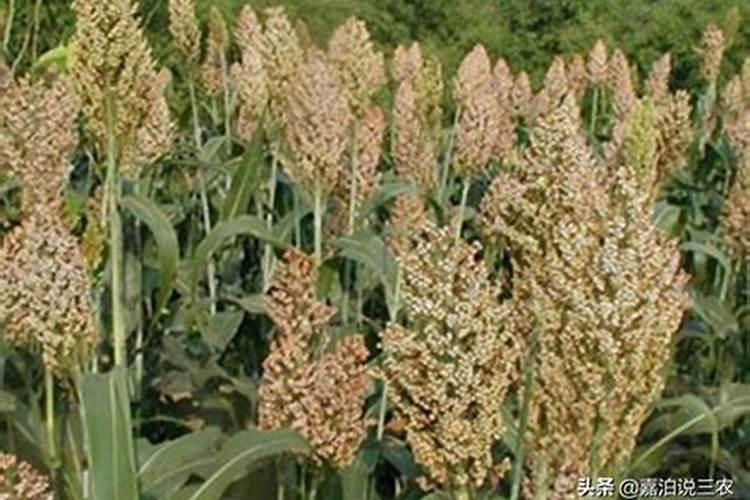 高粱什么时候追肥合适