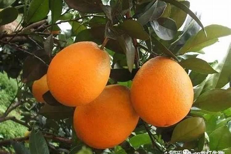 脐橙复合肥施肥方法