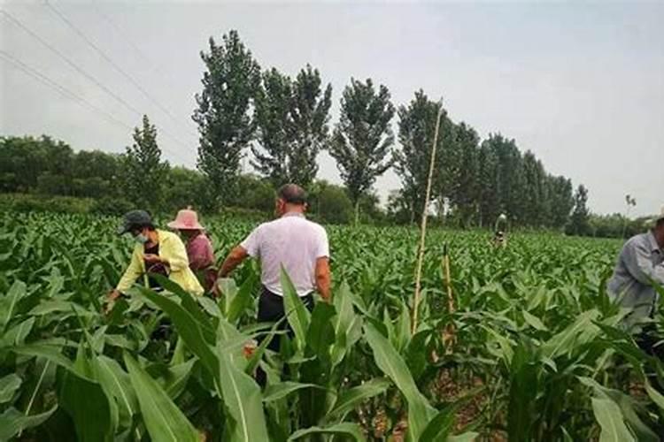 三年的杨树怎样施肥