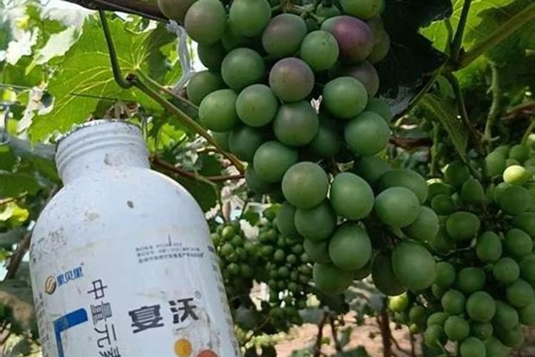 玉米叶面喷施肥有那些