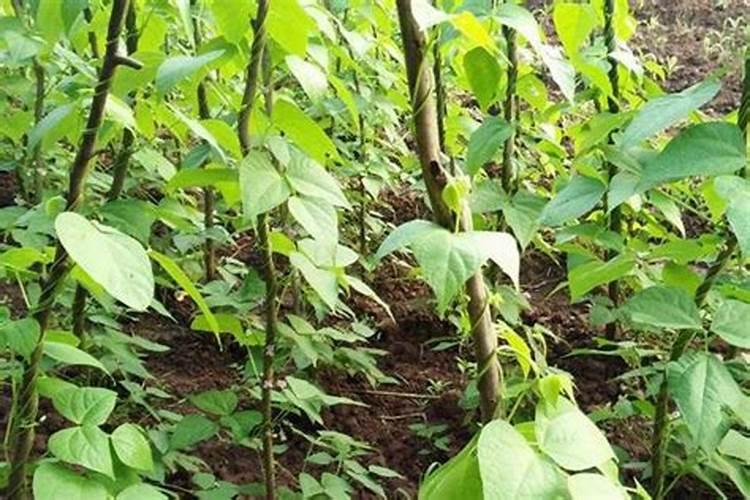 刀豆的种植时间与方法