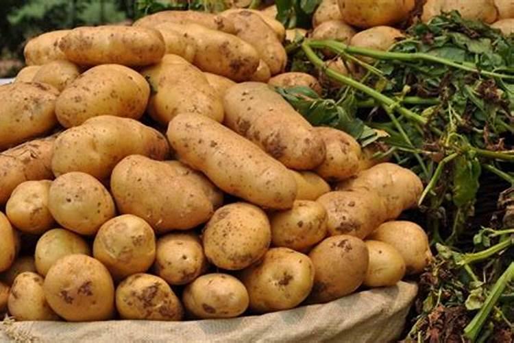 最适宜姜的肥料是什么