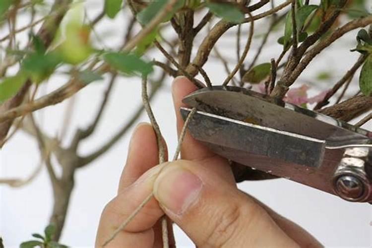 叶面喷施肥有哪些