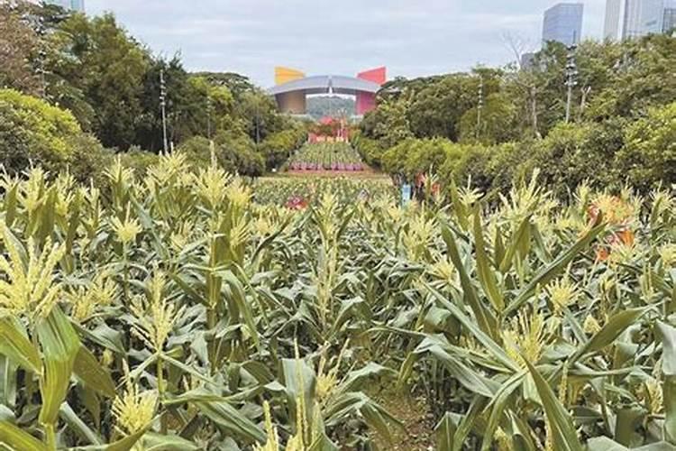 金正大控释玉米专用肥261212多少钱一吨