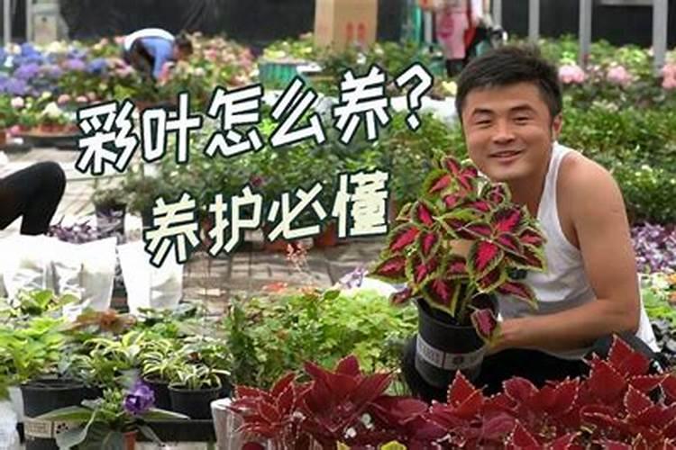 彩叶草怎么施肥好