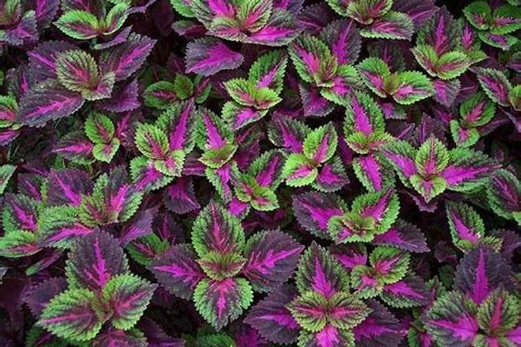 彩叶草栽培时应该怎样养护管理？