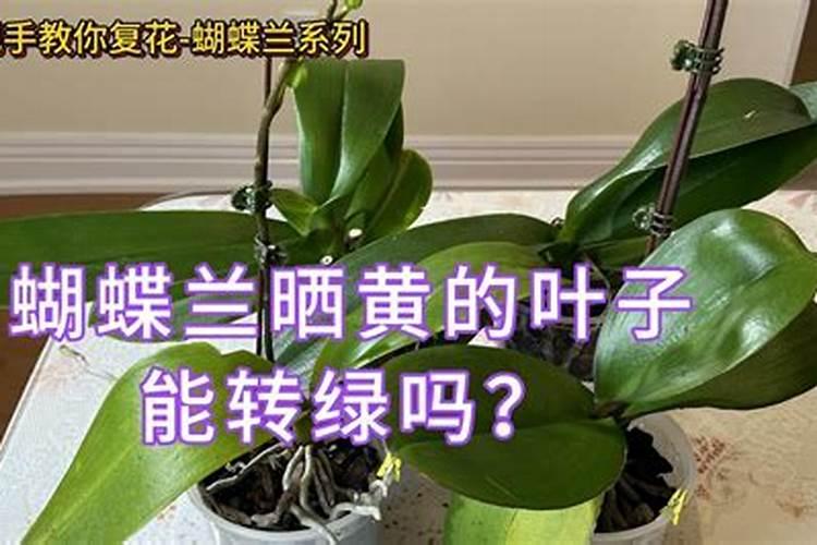 蝴蝶兰浇什么肥最好